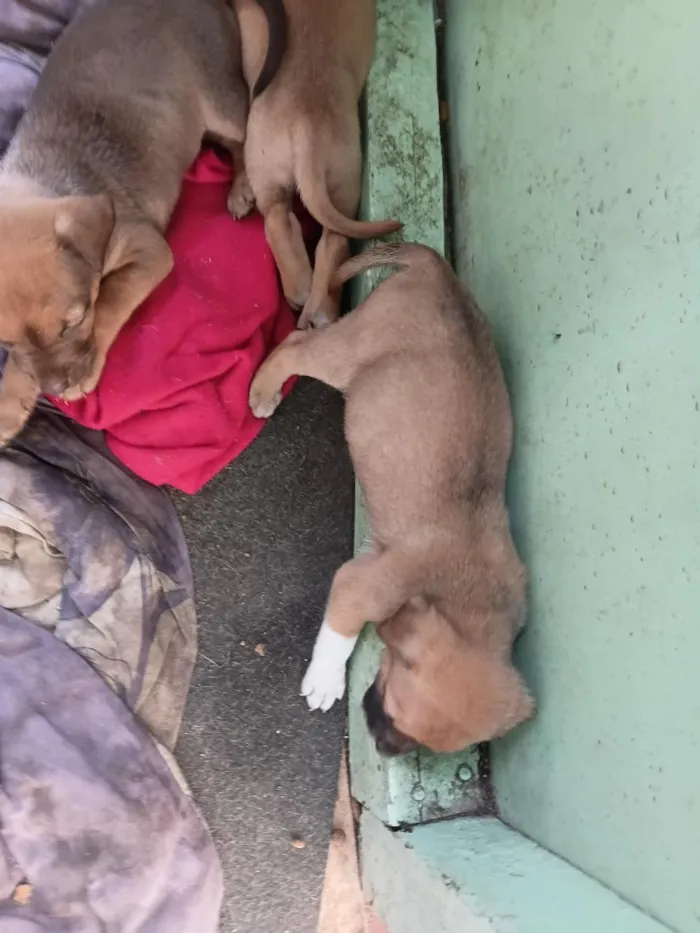 Cachorro raça SRD-ViraLata idade Abaixo de 2 meses nome mãe estrela  demais constelação  ate terem donos nomes reta meninas um macho