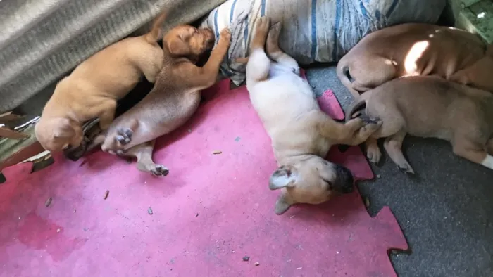 Cachorro raça SRD-ViraLata idade Abaixo de 2 meses nome mãe estrela  demais constelação  ate terem donos nomes reta meninas um macho