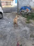 mãe estrela  demais constelação  ate terem donos nomes reta meninas um macho