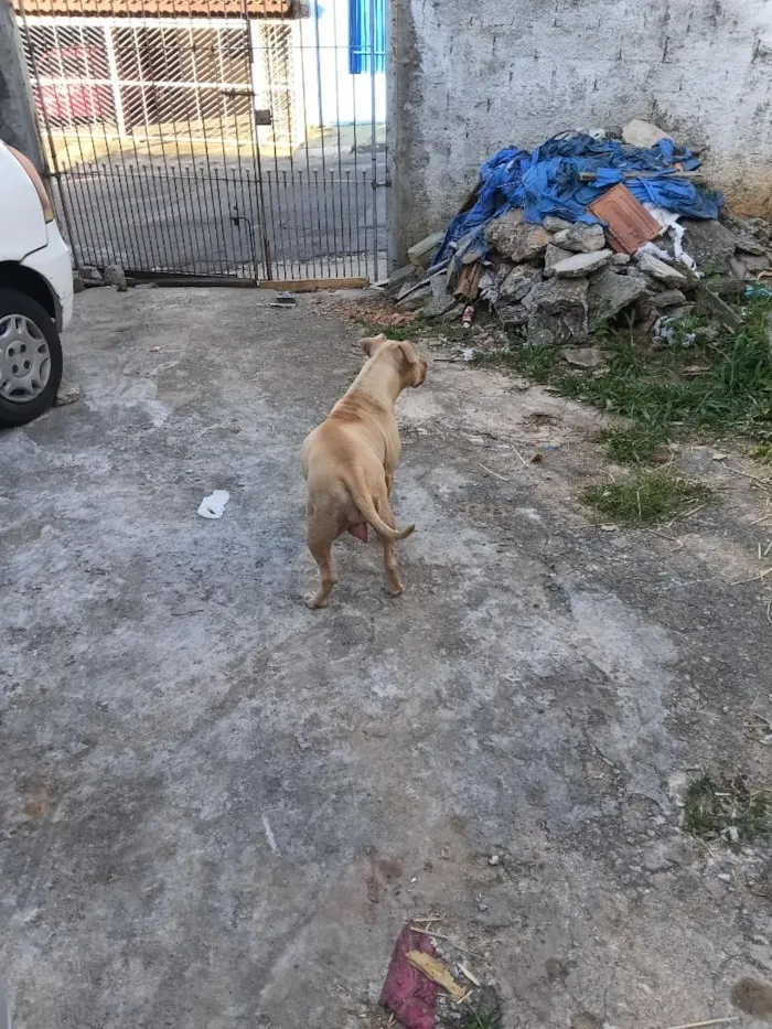 Cachorro raça SRD-ViraLata idade Abaixo de 2 meses nome mãe estrela  demais constelação  ate terem donos nomes reta meninas um macho