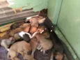 mãe estrela  demais constelação  ate terem donos nomes reta meninas um macho