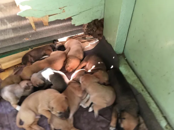 Cachorro raça SRD-ViraLata idade Abaixo de 2 meses nome mãe estrela  demais constelação  ate terem donos nomes reta meninas um macho