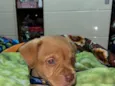 mãe estrela  demais constelação  ate terem donos nomes reta meninas um macho