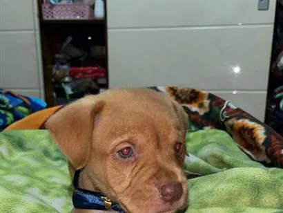 Cachorro raça SRD-ViraLata idade Abaixo de 2 meses nome mãe estrela  demais constelação  ate terem donos nomes reta meninas um macho