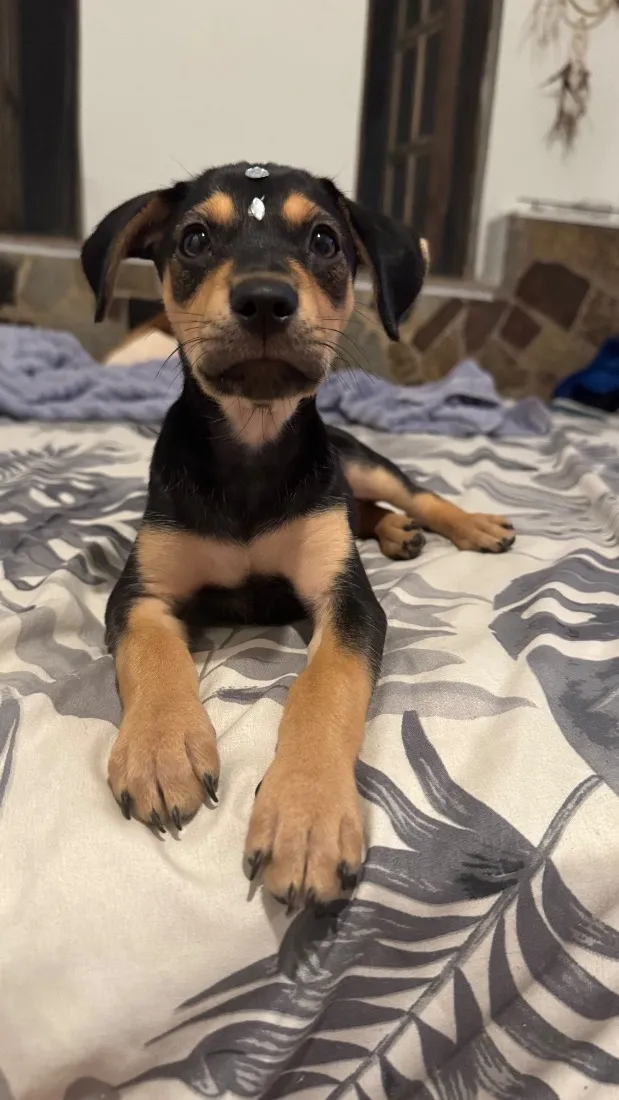 Cachorro raça SRD-ViraLata idade 2 a 6 meses nome Kira