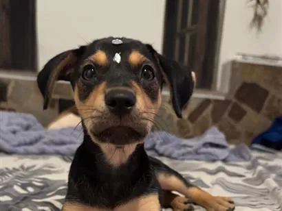 Cachorro raça SRD-ViraLata idade 2 a 6 meses nome Kira