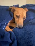 Melo