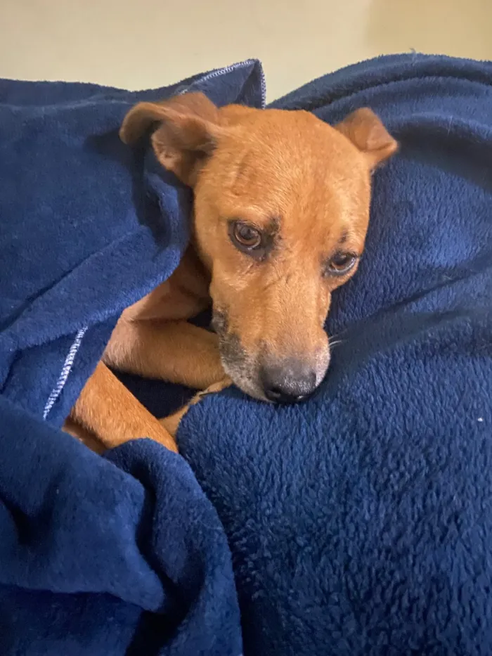 Cachorro raça SRD-ViraLata idade 3 anos nome Melo