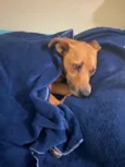 Melo