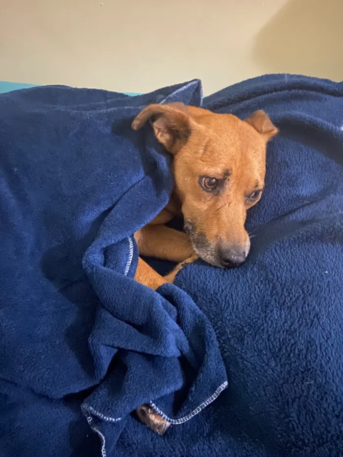 Cachorro raça SRD-ViraLata idade 3 anos nome Melo