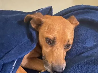Cachorro raça SRD-ViraLata idade 3 anos nome Melo