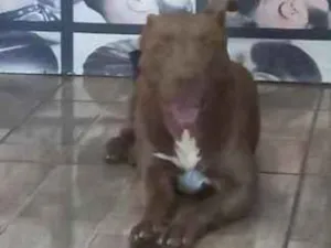 Cachorro raça Pit-Bull idade 1 ano nome Thor 