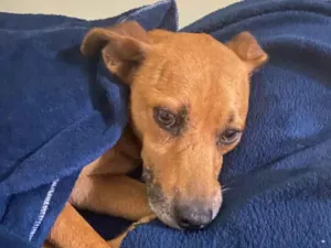 Cachorro raça SRD-ViraLata idade 3 anos nome Melo