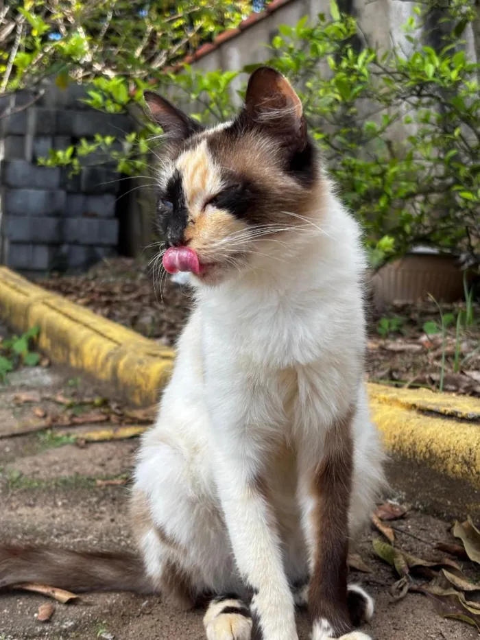 Gato raça SRD-ViraLata idade 1 ano nome Luna