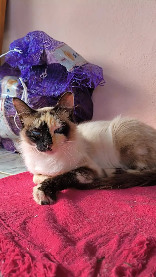Gato raça SRD-ViraLata idade 1 ano nome Luna