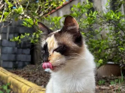 Gato raça SRD-ViraLata idade 1 ano nome Luna