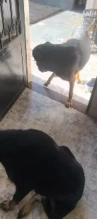 Cachorro raça Rottweiler idade  nome Mila e lility 