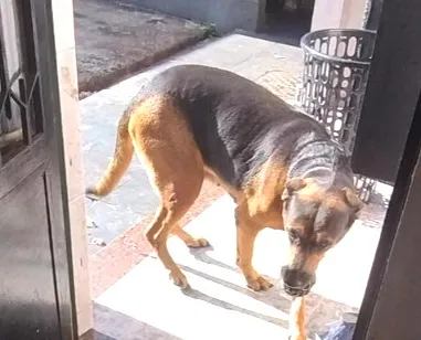 Cachorro raça Rottweiler idade  nome Mila e lility 