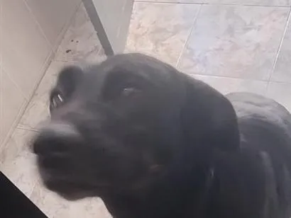 Cachorro raça Rottweiler idade  nome Mila e lility 