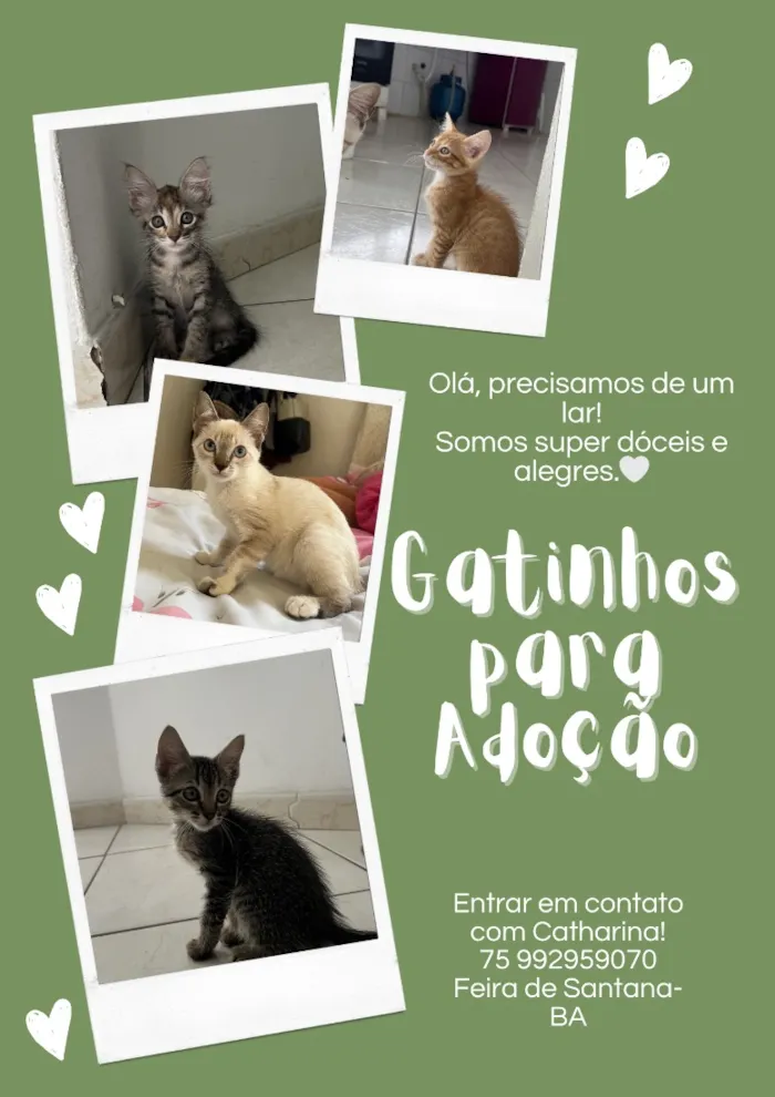 Gato raça SRD-ViraLata idade 2 a 6 meses nome Malin, Evangeline e Júpiter(os pequenos não tem nome)