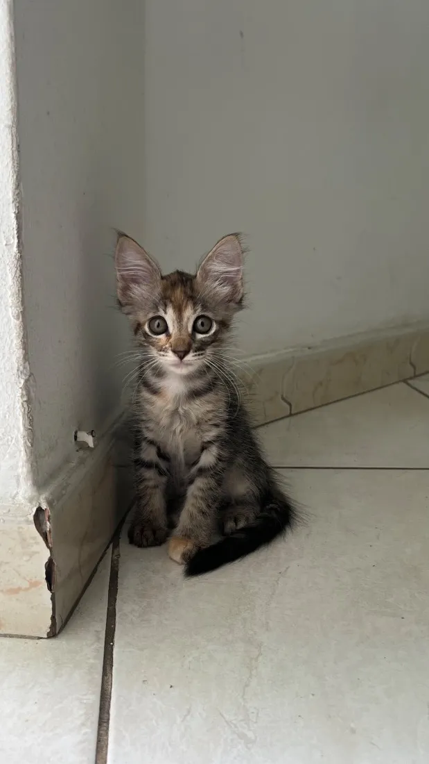 Gato raça SRD-ViraLata idade 2 a 6 meses nome Malin, Evangeline e Júpiter(os pequenos não tem nome)
