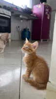 Malin, Evangeline e Júpiter(os pequenos não tem nome)