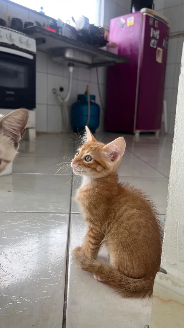 Gato raça SRD-ViraLata idade 2 a 6 meses nome Malin, Evangeline e Júpiter(os pequenos não tem nome)