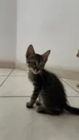 Malin, Evangeline e Júpiter(os pequenos não tem nome)