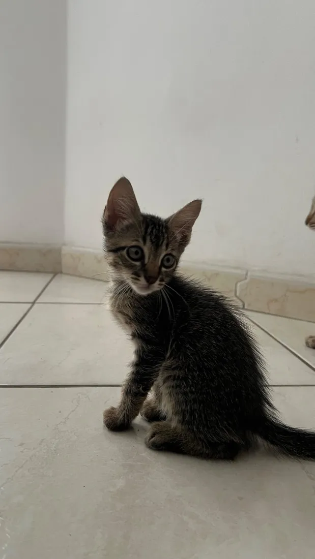 Gato raça SRD-ViraLata idade 2 a 6 meses nome Malin, Evangeline e Júpiter(os pequenos não tem nome)