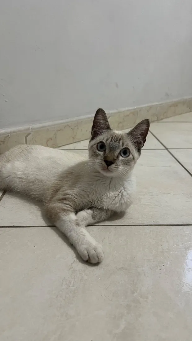 Gato raça SRD-ViraLata idade 2 a 6 meses nome Malin, Evangeline e Júpiter(os pequenos não tem nome)