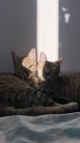 Malin, Evangeline e Júpiter(os pequenos não tem nome)