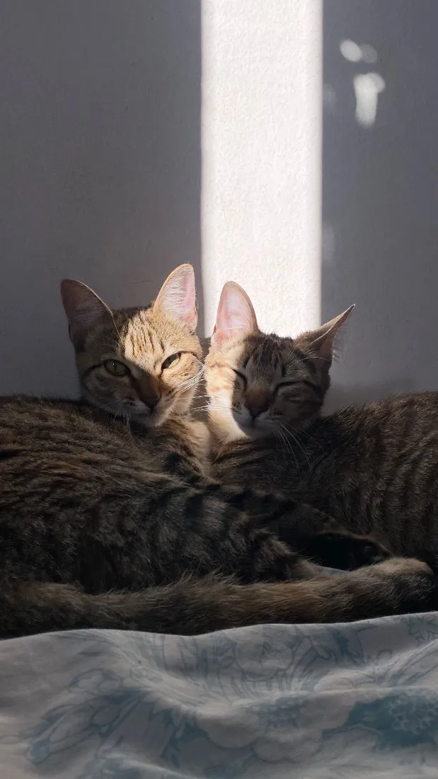Gato raça SRD-ViraLata idade 2 a 6 meses nome Malin, Evangeline e Júpiter(os pequenos não tem nome)
