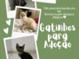 Malin, Evangeline e Júpiter(os pequenos não tem nome)