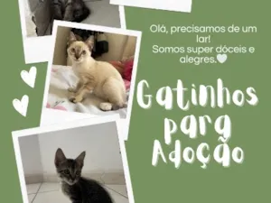 Gato raça SRD-ViraLata idade 2 a 6 meses nome Malin, Evangeline e Júpiter(os pequenos não tem nome)