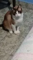 Serafino