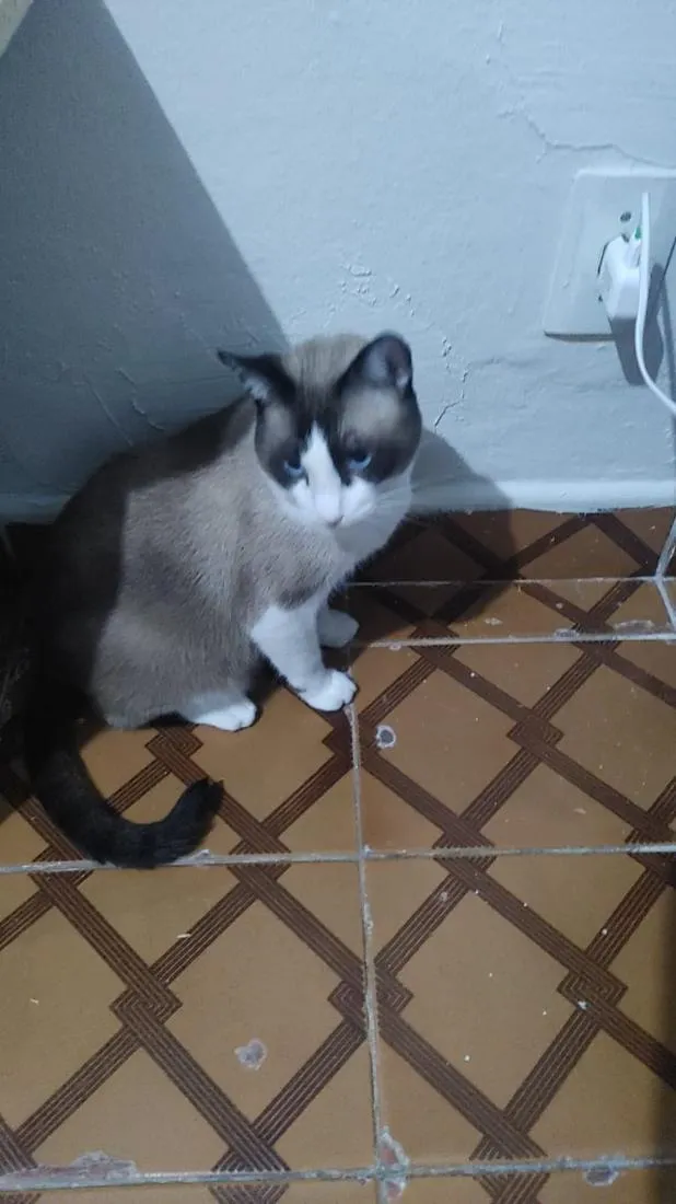 Gato raça SRD-ViraLata idade 4 anos nome Serafino
