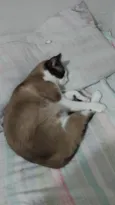 Serafino
