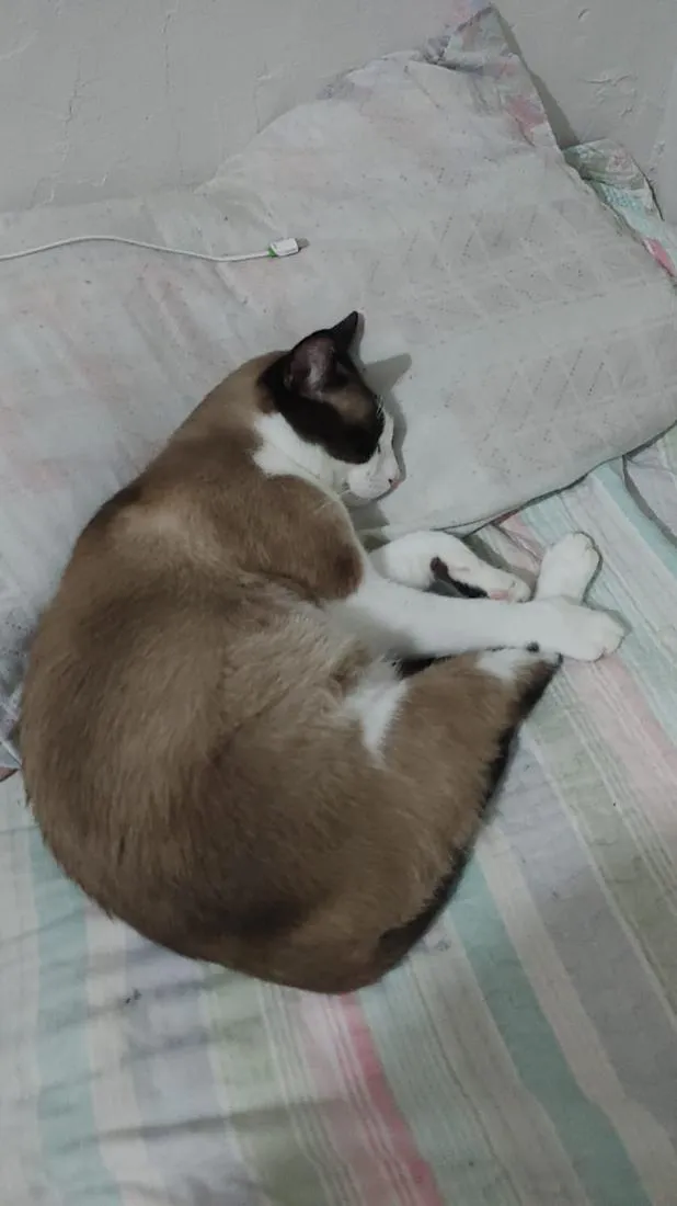 Gato raça SRD-ViraLata idade 4 anos nome Serafino