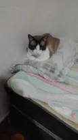 Serafino