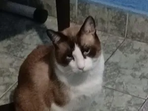 Gato raça SRD-ViraLata idade 4 anos nome Serafino