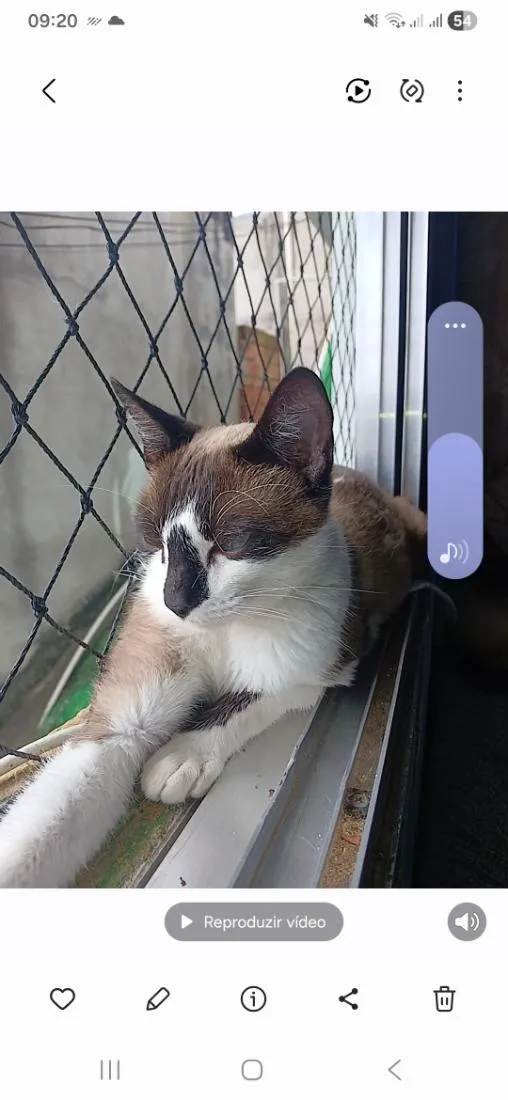 Gato raça SRD-ViraLata idade 2 anos nome Açaí 