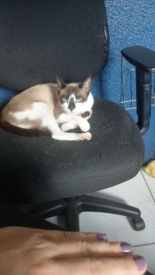 Gato raça SRD-ViraLata idade 2 anos nome Açaí 