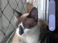 Açaí 