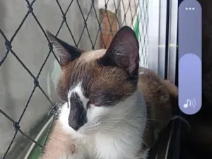 Gato raça SRD-ViraLata idade 2 anos nome Açaí 