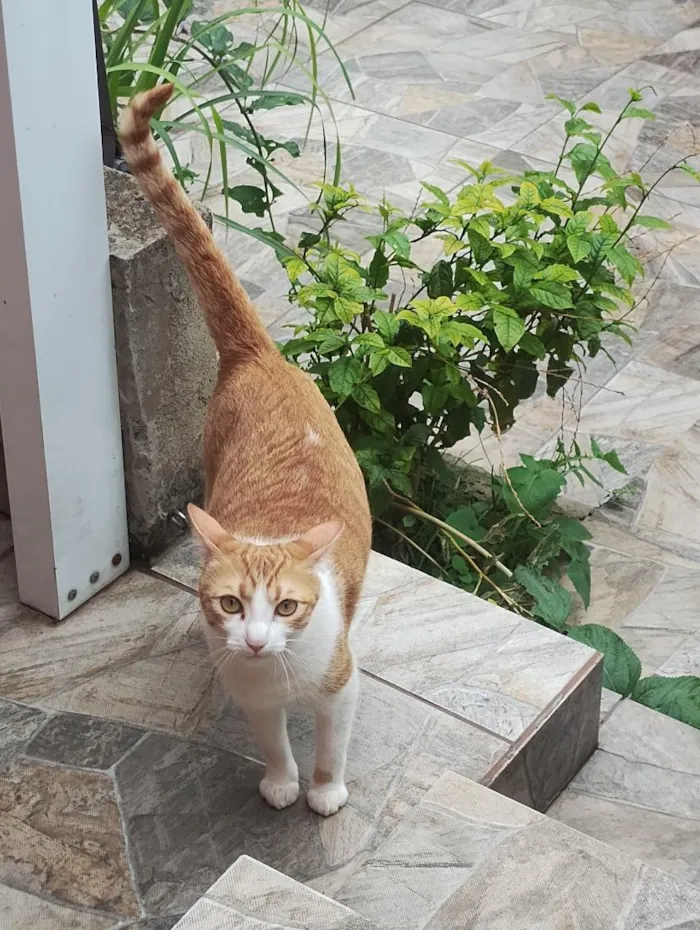 Gato raça SRD-ViraLata idade 2 a 6 meses nome panqueca