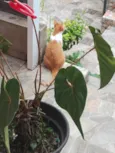 panqueca