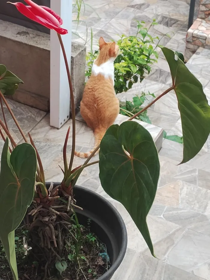 Gato raça SRD-ViraLata idade 2 a 6 meses nome panqueca