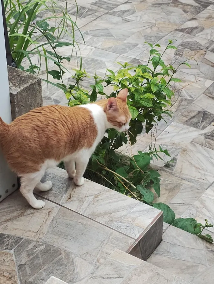 Gato raça SRD-ViraLata idade 2 a 6 meses nome panqueca