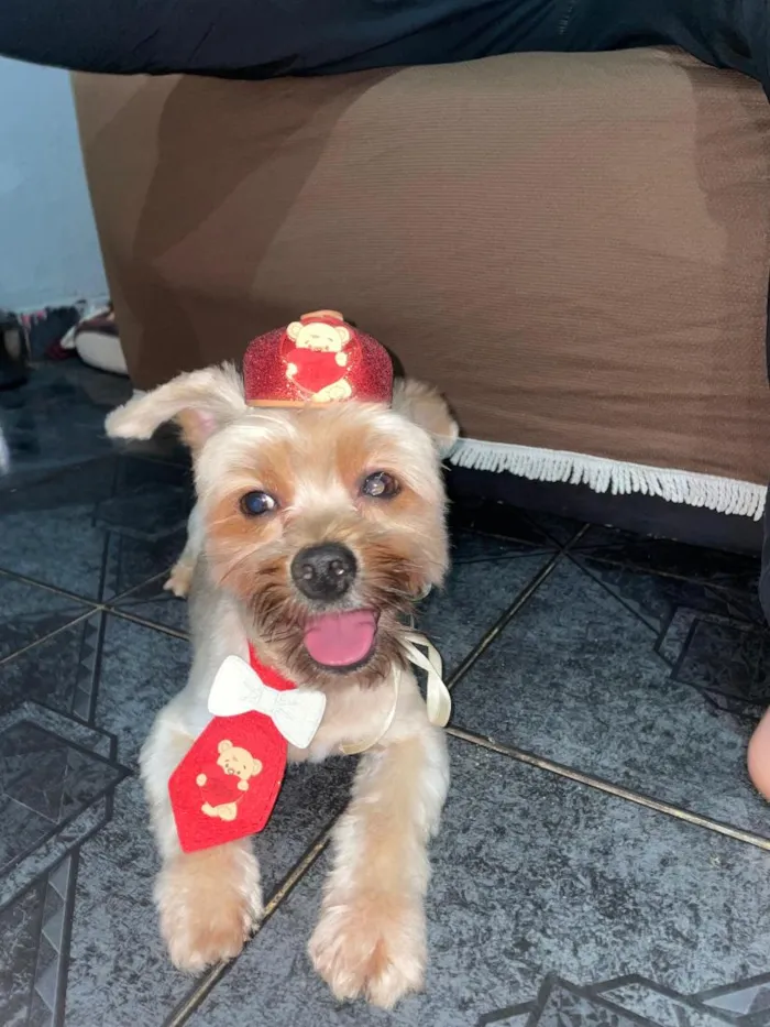 Cachorro raça Shitzu idade 5 anos nome Benjamin 