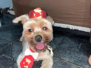 Cachorro raça Shitzu idade 5 anos nome Benjamin 